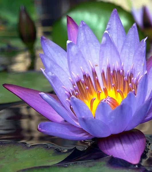 Elevate Your Ritual: The Transformative Benefits of Blue Lotus Oil.